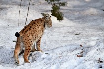 Bwald 17-02-09 1203   Photos ACG 2017