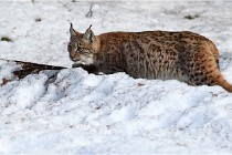 Bwald 17-02-09 1208   Photos ACG 2017