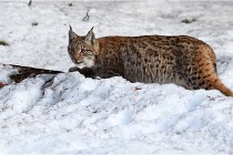 Bwald 17-02-09 1209   Photos ACG 2017