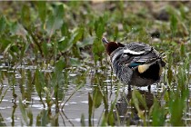 Grd Lavier 17-03-14 0013   Photos ACG 2017