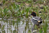 Grd Lavier 17-03-14 0015   Photos ACG 2017