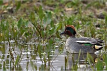 Grd Lavier 17-03-14 0017   Photos ACG 2017