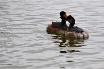 Grd Lavier 17-03-14 0019   Photos ACG 2017