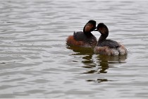 Grd Lavier 17-03-14 0021   Photos ACG 2017