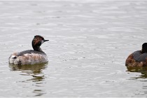 Grd Lavier 17-03-14 0072   Photos ACG 2017