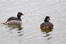 Grd Lavier 17-03-14 0075   Photos ACG 2017