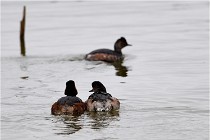 Grd Lavier 17-03-14 0136   Photos ACG 2017