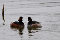 Grd Lavier 17-03-14 0143   Photos ACG 2017