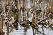 Grd Lavier 17-03-14 0144   Photos ACG 2017