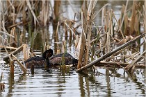 Grd Lavier 17-03-14 0155   Photos ACG 2017