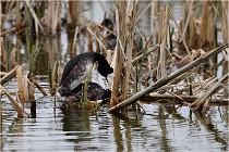 Grd Lavier 17-03-14 0158   Photos ACG 2017