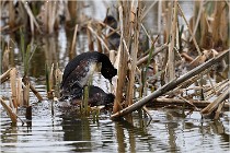 Grd Lavier 17-03-14 0159   Photos ACG 2017