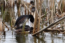 Grd Lavier 17-03-14 0160   Photos ACG 2017