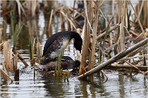 Grd Lavier 17-03-14 0162   Photos ACG 2017