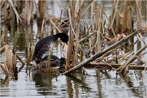 Grd Lavier 17-03-14 0179   Photos ACG 2017