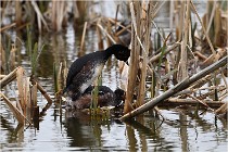 Grd Lavier 17-03-14 0182   Photos ACG 2017