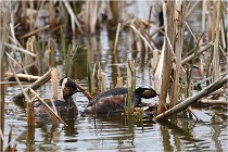 Grd Lavier 17-03-14 0186   Photos ACG 2017