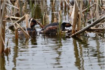 Grd Lavier 17-03-14 0188   Photos ACG 2017