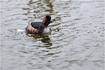 Grd Lavier 17-03-14 0202   Photos ACG 2017