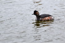 Grd Lavier 17-03-14 0209   Photos ACG 2017