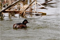 Grd Lavier 17-03-14 0268   Photos ACG 2017