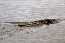 Grd Lavier 17-03-14 0318   Photos ACG 2017