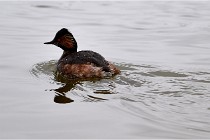 Grd Lavier 17-03-14 0325   Photos ACG 2017