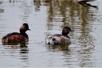 Grd Lavier 17-03-14 0384   Photos ACG 2017