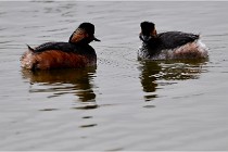 Grd Lavier 17-03-14 0403   Photos ACG 2017