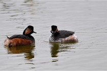 Grd Lavier 17-03-14 0405   Photos ACG 2017