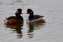 Grd Lavier 17-03-14 0410   Photos ACG 2017