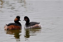 Grd Lavier 17-03-14 0411   Photos ACG 2017