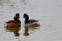 Grd Lavier 17-03-14 0412   Photos ACG 2017