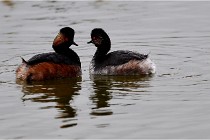 Grd Lavier 17-03-14 0413   Photos ACG 2017