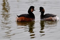 Grd Lavier 17-03-14 0415   Photos ACG 2017