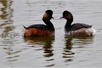 Grd Lavier 17-03-14 0416   Photos ACG 2017