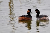 Grd Lavier 17-03-14 0417   Photos ACG 2017