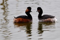 Grd Lavier 17-03-14 0418   Photos ACG 2017