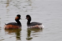 Grd Lavier 17-03-14 0419   Photos ACG 2017