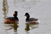 Grd Lavier 17-03-14 0425   Photos ACG 2017