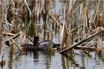 Grd Lavier 17-03-14 0439   Photos ACG 2017