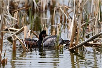 Grd Lavier 17-03-14 0443   Photos ACG 2017