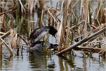 Grd Lavier 17-03-14 0448   Photos ACG 2017