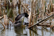 Grd Lavier 17-03-14 0449   Photos ACG 2017