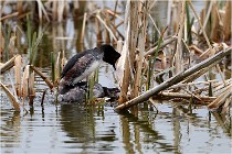 Grd Lavier 17-03-14 0450   Photos ACG 2017