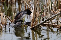 Grd Lavier 17-03-14 0451   Photos ACG 2017