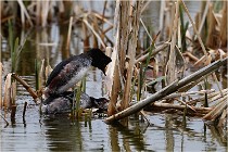 Grd Lavier 17-03-14 0453   Photos ACG 2017