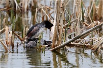 Grd Lavier 17-03-14 0454   Photos ACG 2017