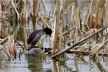 Grd Lavier 17-03-14 0456   Photos ACG 2017