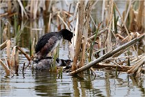 Grd Lavier 17-03-14 0457   Photos ACG 2017